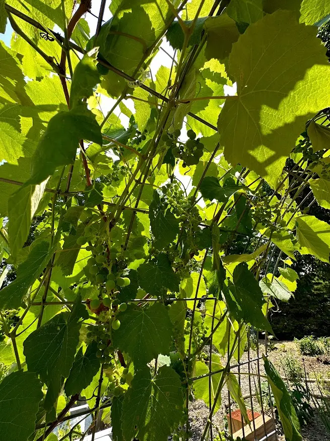 Fresh Roots Gardening and Landscaping 174