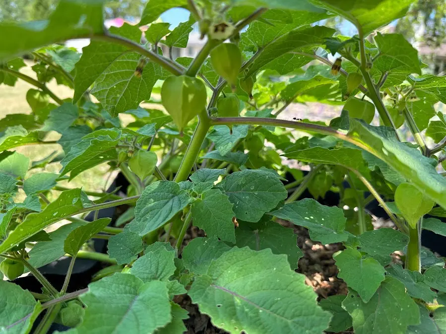 Fresh Roots Gardening and Landscaping 181