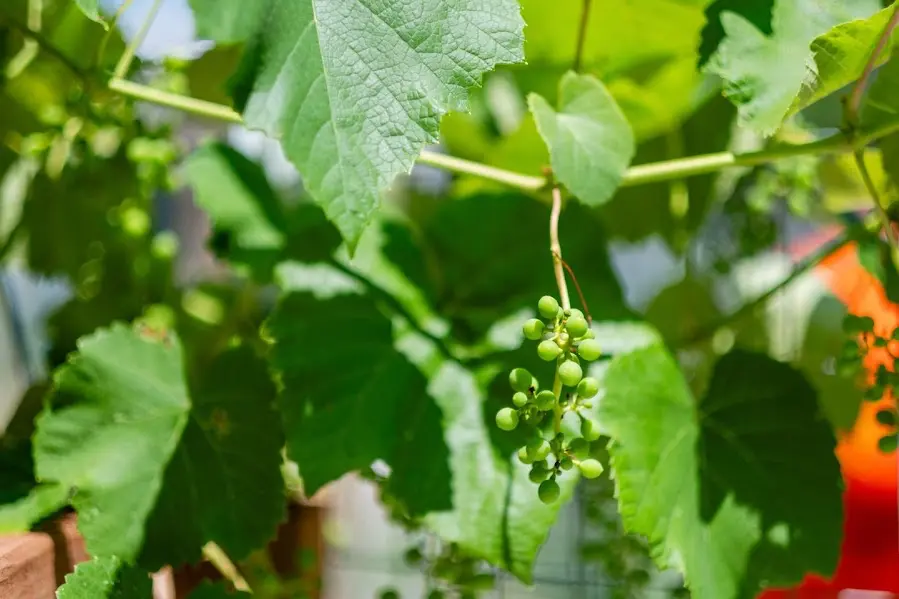 Fresh Roots Gardening and Landscaping 256